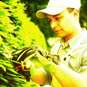 AFID Green